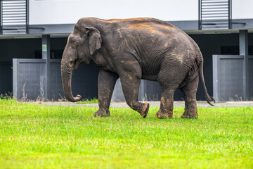 Elephants are large mammals and are the largest land animals. Wild elephants eat plants. They are...