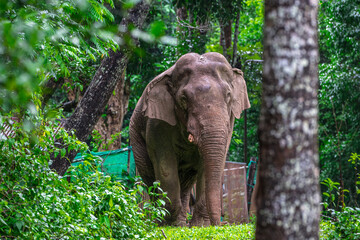 Elephants are large mammals and are the largest land animals. Wild elephants eat plants. They are...