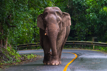 Elephants are large mammals and are the largest land animals. Wild elephants eat plants. They are...