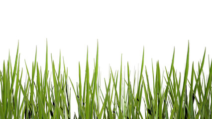 Close Up Of Green Grass With Transparent Background