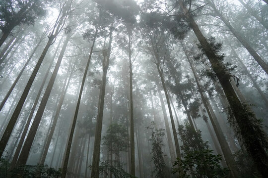 Foggy Woodland Landscape in Xitou Nature Park