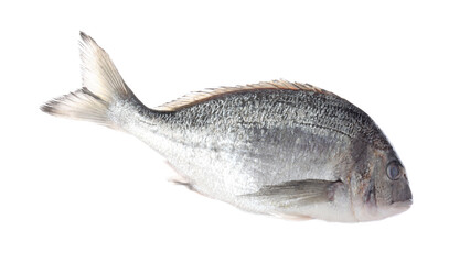 Fresh raw dorado fish isolated on white. Organic seafood