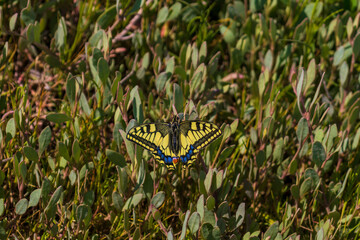 High resolution macro shot of a vivid Old World Swallowtail butterfly Papilio machaon with its striking yellow, black, and blue patterned wings spread wide while perched on a green leafy plant. The