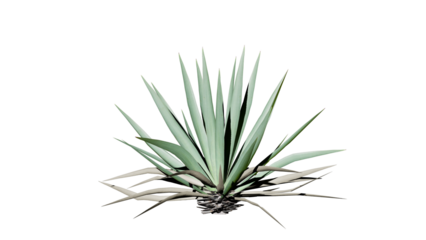 Aloe Vera isolated on white background