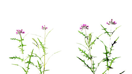 Pink flowers isolated on white background