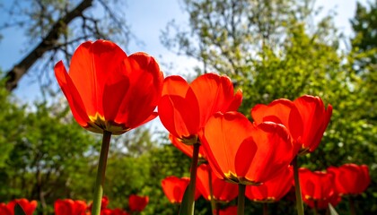 Obraz premium Vibrant red tulips in a garden setting (1)