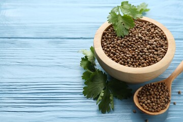 Coriander seeds and fresh cilantro on light blue wooden table, closeup. Space for text