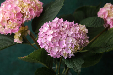 Close-up of vibrant hydrangea flowers in soft pink and lavender hues – perfect for backgrounds, nature prints, or wedding