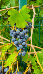 Bransh with bunch of dark ripening grapes, close-up