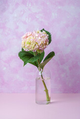 Single pink hydrangea in vase on pastel background – ideal for romantic minimal use
