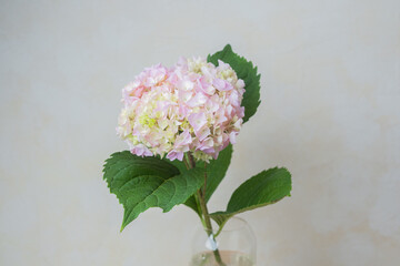 Single pastel hydrangea  flower in a vase  – perfect for backgrounds, romantic cards, or texture...