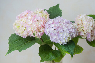 Close-up of soft pastel hydrangea flower – perfect for backgrounds, romantic cards, or texture use