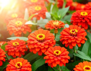 Vibrant orange zinnias in a garden