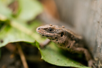 Common lizard, zootoca vivipara, is basking in the sun on a vibrant green leaf, showcasing its intricate scales and alert expression in a natural habitat