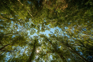 Wide-angle view of lush green tree canopy against blue sky