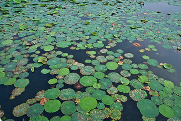ハスの葉っぱが水面を覆うように広がっている風景