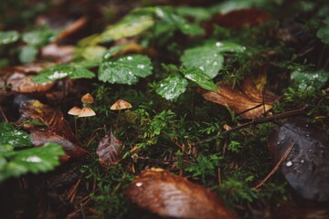A close up of the forest floor after rain reveals wet leaves and rich textures glistening under soft light.