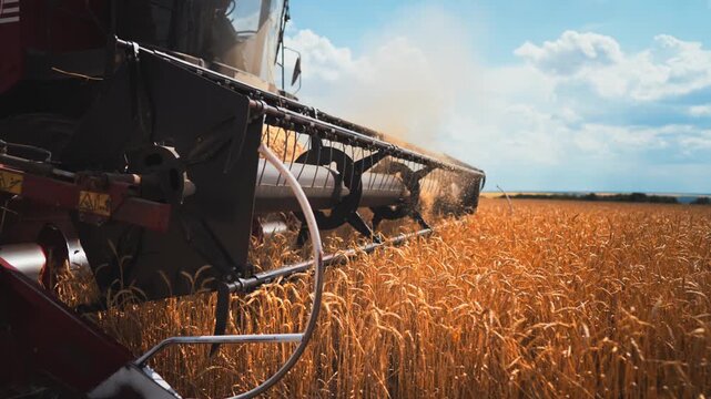 Harvesting wheat or rye in agricultural region, closeup view of machinery blades . Agricultural harvester combine working in golden field in summer, details view, innovation and technology in agronomy