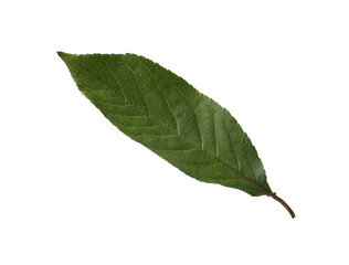 One orange leaf isolated on white. Citrus plant