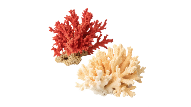 corals two pieces of dried isolated on transparent background