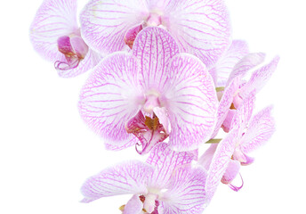 Beautiful orchid flower isolated on white. Blooming plant