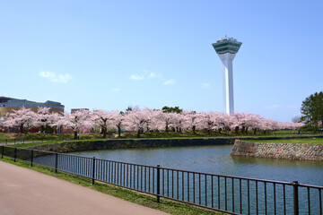Goryokaku Tower with cherry blossoms blooming during the beautiful spring season in HAKODATE, JAPAN.