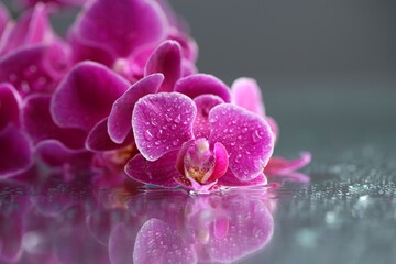 Beautiful orchid flowers and water drops on mirror surface, closeup. Space for text