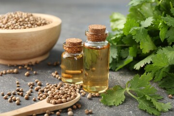 Aromatic oil in bottles, cilantro leaves and coriander seeds on grey table, closeup