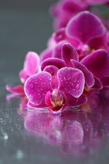 Beautiful orchid flowers and water drops on mirror surface, closeup