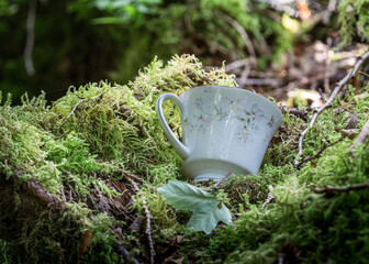 Teapot in the Forest – Teapot Hill, Chilliwack, BC, Magical Forest wonderland