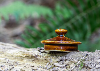 Teapot in the Forest – Teapot Hill, Chilliwack, BC, Magical Forest wonderland