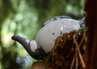 Teapot in the Forest – Teapot Hill, Chilliwack, BC, Magical Forest wonderland