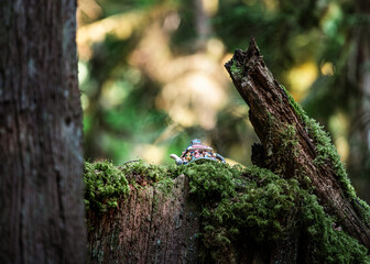 Teapot in the Forest – Teapot Hill, Chilliwack, BC, Magical Forest wonderland