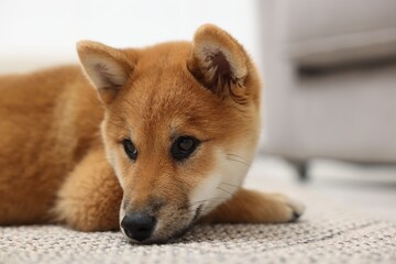 Cute Shiba Inu dog on floor indoors, closeup