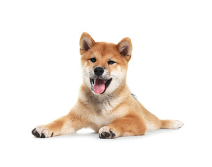 Cute Shiba Inu dog lying on white background