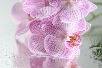 Beautiful orchid flowers with water drops on mirror surface, closeup