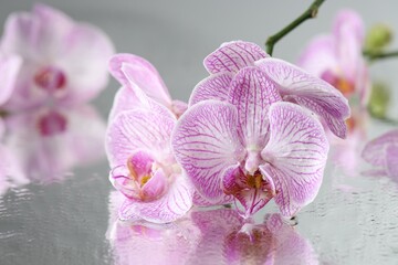 Beautiful orchid flowers with water drops on mirror surface, closeup