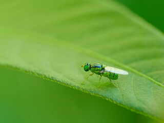 Oxycera trilineata, also known as the Three-lined Soldier fly.