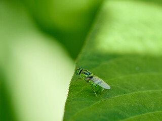 Oxycera trilineata, also known as the Three-lined Soldier fly.