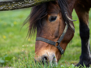 Brown horse with big eye eating green gras. 