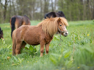 Obraz premium Small horse Pony eating green grass