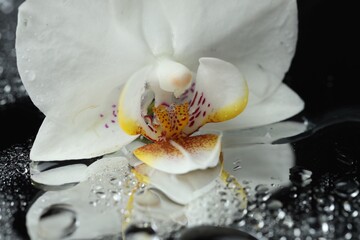 Beautiful orchid flower and water drops on mirror surface, closeup