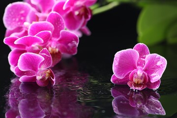 Beautiful orchid flowers with water drops on dark mirror surface, closeup