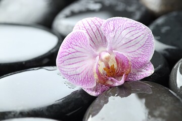 Beautiful orchid flower with water drops on spa stones, closeup