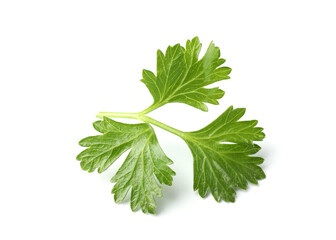 Sprig of fresh parsley isolated on white