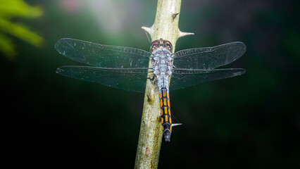 Dragonfly standing on a thorny branch with open wings