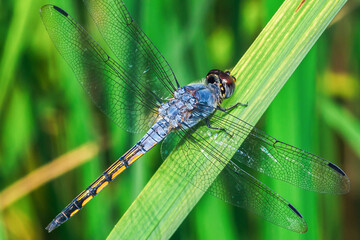 Blue dasher dragonfly resting on green leaf in wetland habitat