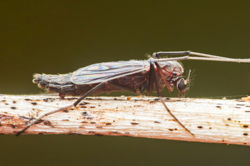 Non-biting midge resting on a branch with blurry background