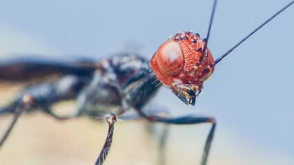 Enicospilus wasp showing its red head and large eyes in macro photography