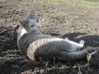 Serene Gray Cat in a Spring Garden: Nature's Relaxing Charm